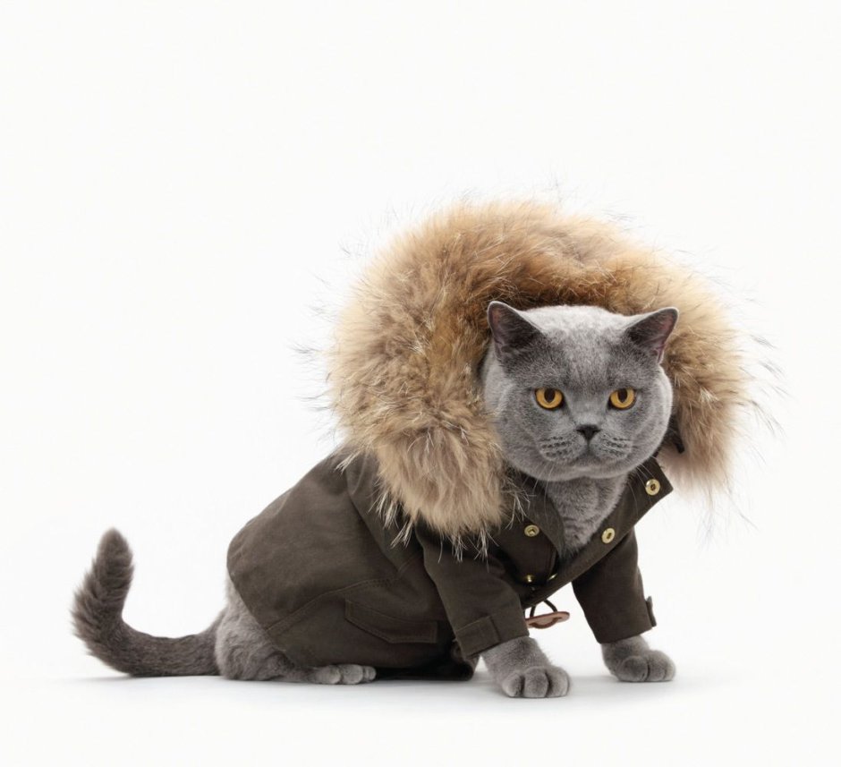 Кот в джинсах