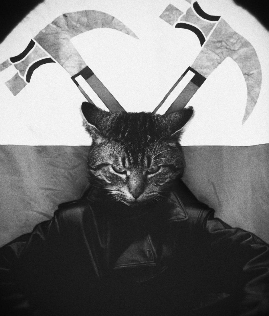 Коты Супергерои Дженни Паркс