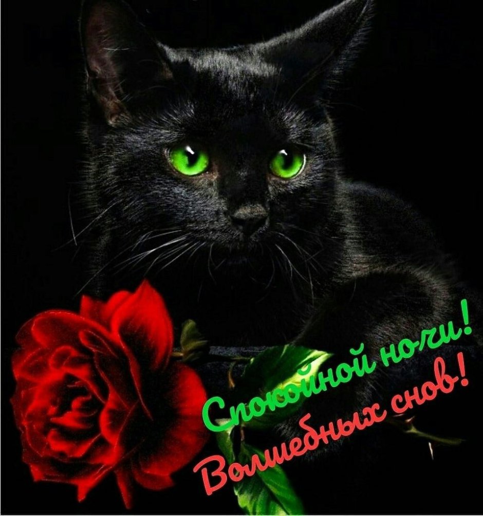 Черный кот с цветами
