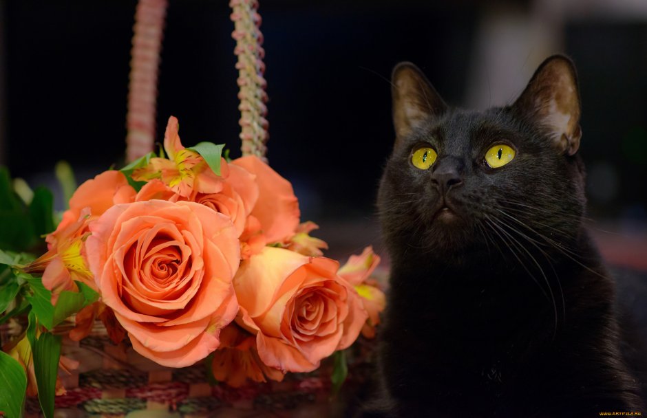 Чёрный кот