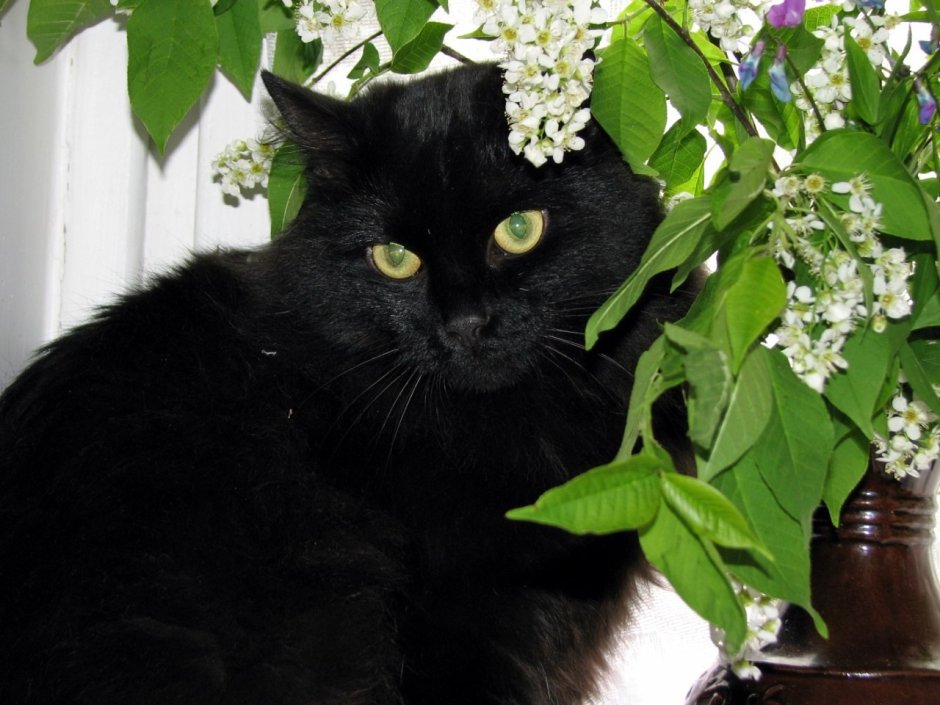 Весенняя черная кошка