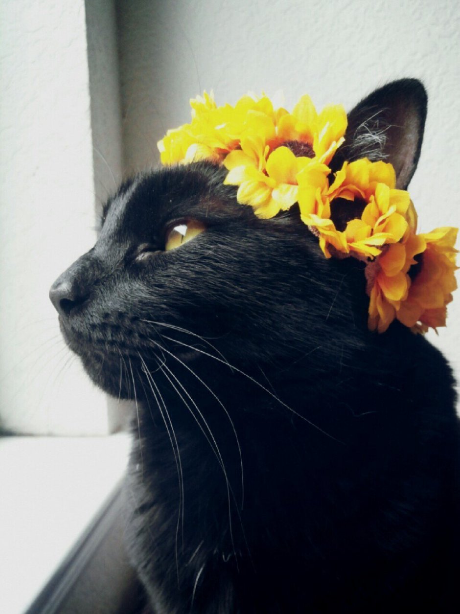 Черный кот с цветами