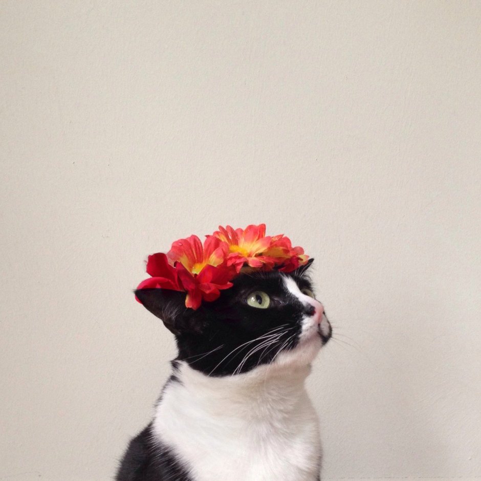 Котик с венком на голове