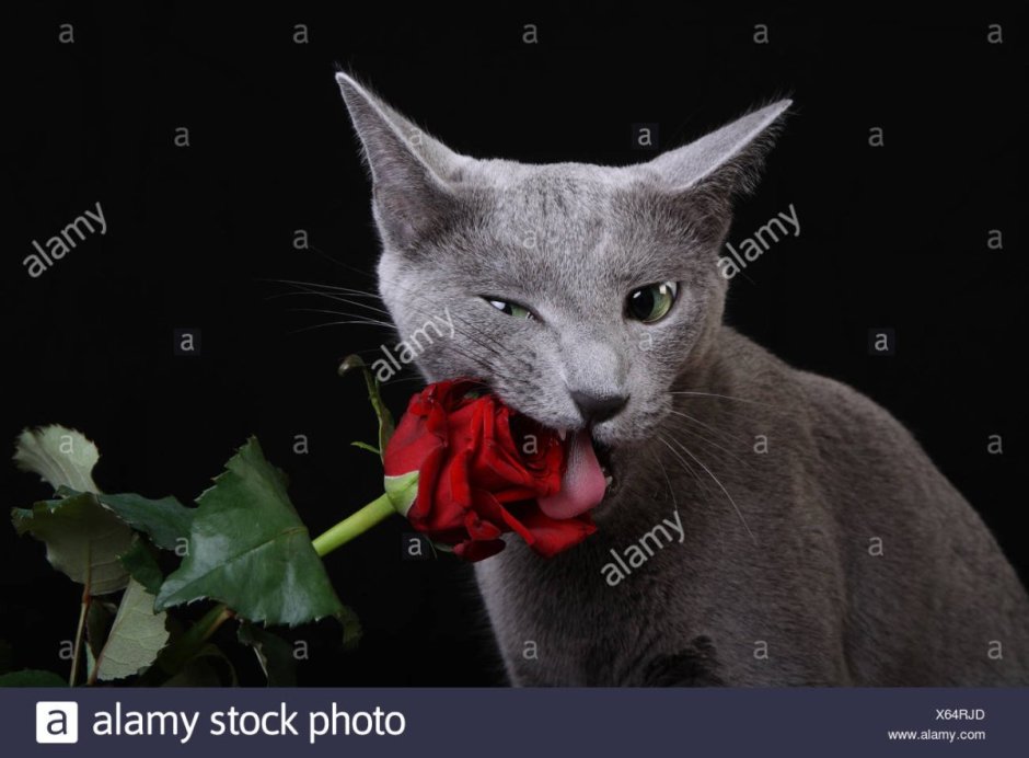Котик с розой
