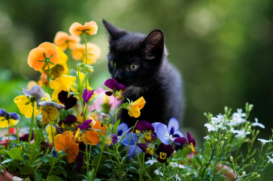 Curious Kitty