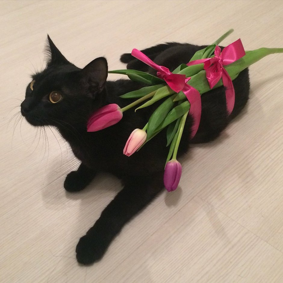 С 8 марта котики