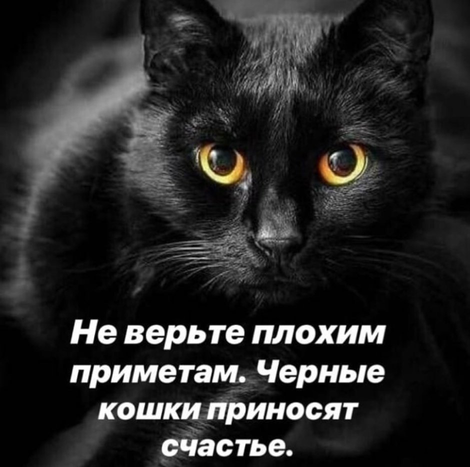 Цитаты про черных кошек