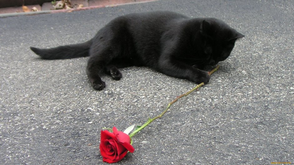 Чёрный кот