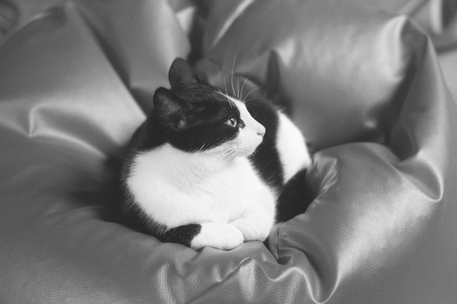 Черно белая кошка