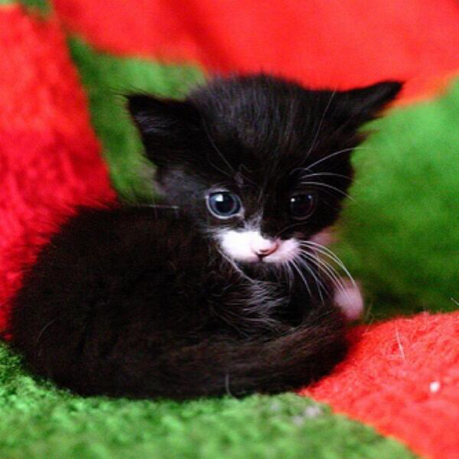 Мимимишные котята