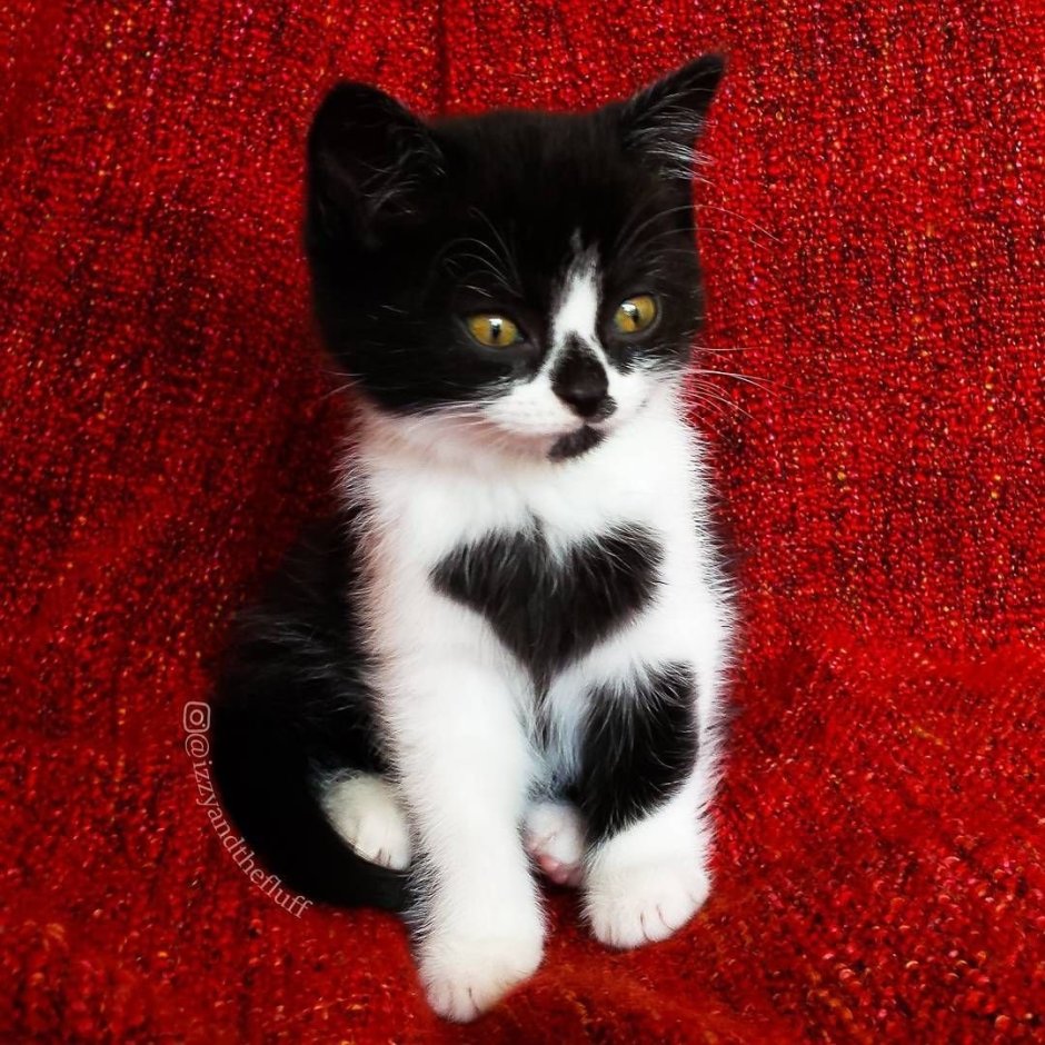 Котенок черно-белый