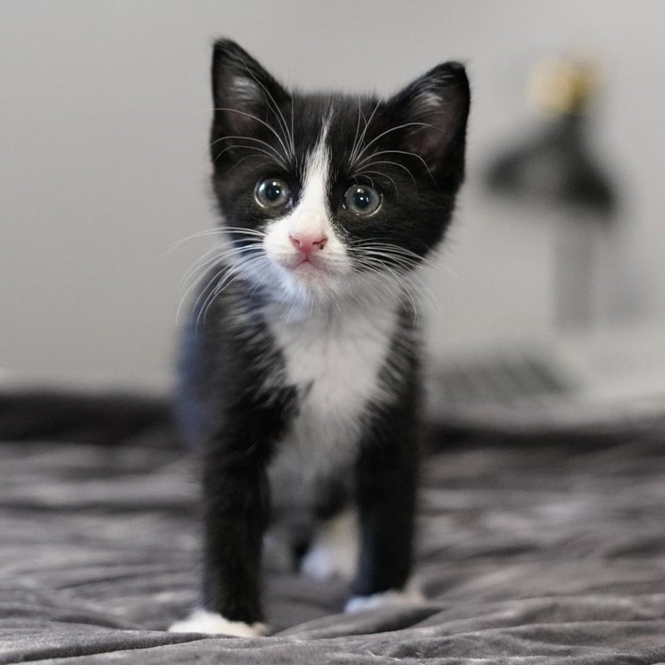 Черный котенок с белыми лапками