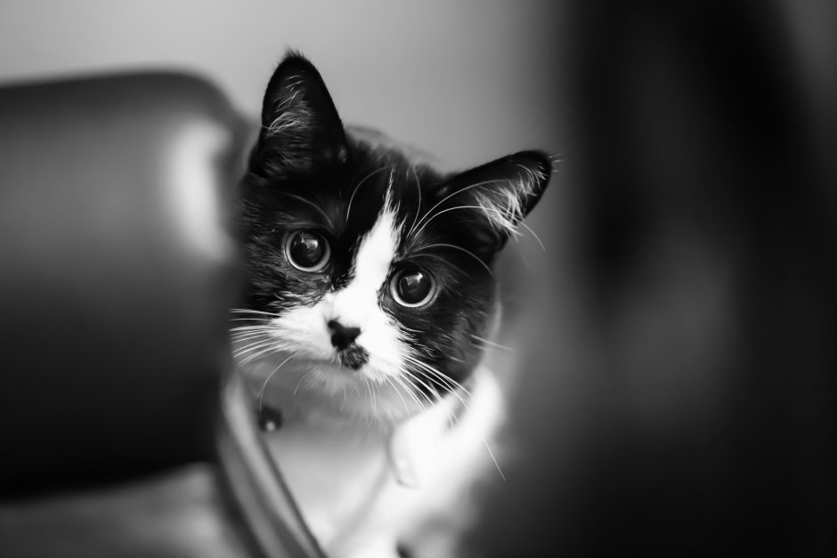 Котенок черно белый