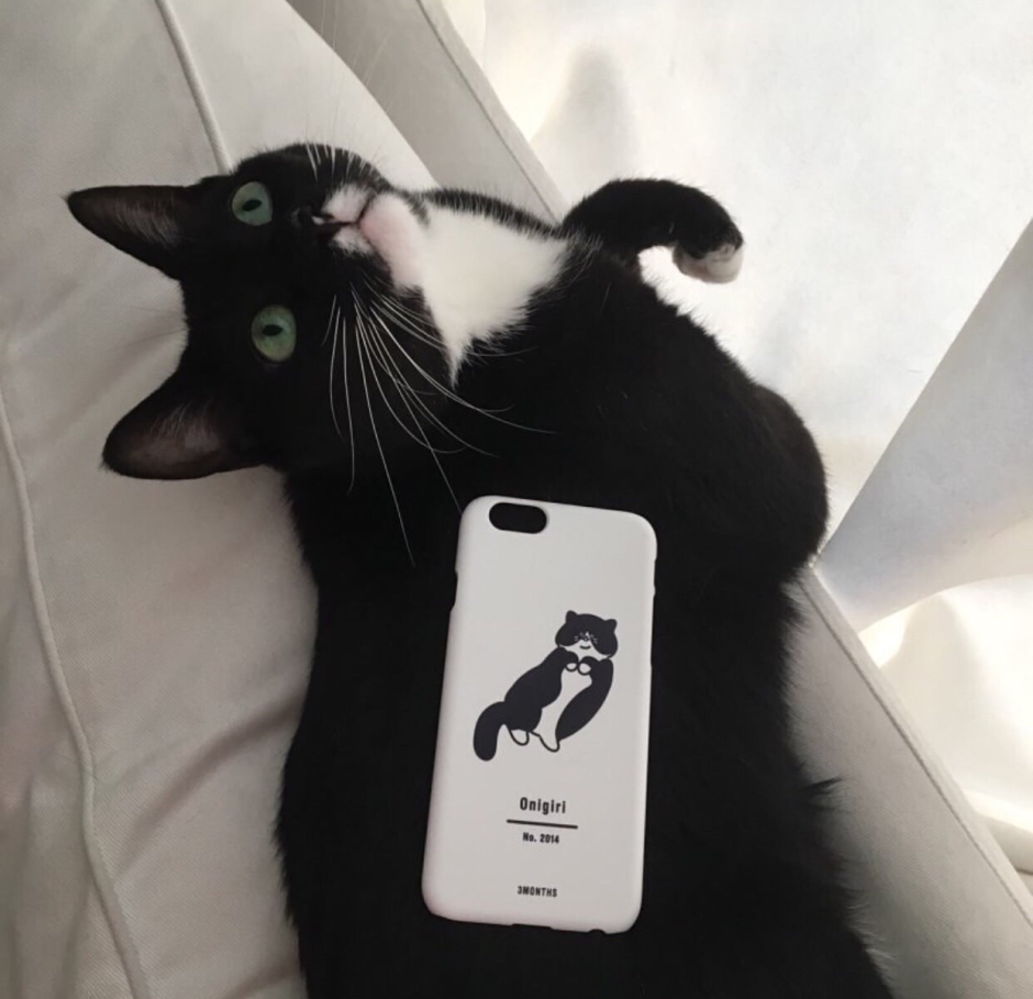 Черно белая кошка