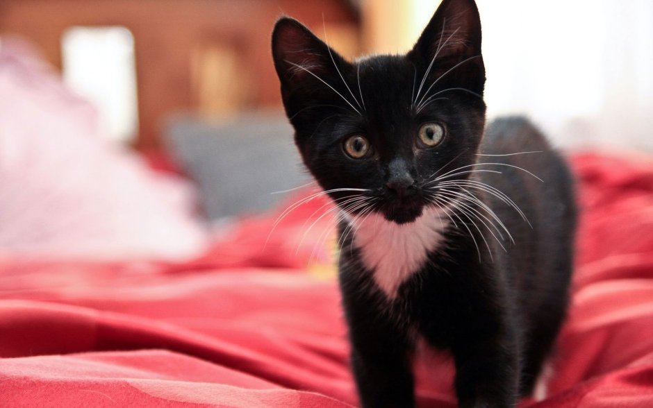 Черно белая кошка