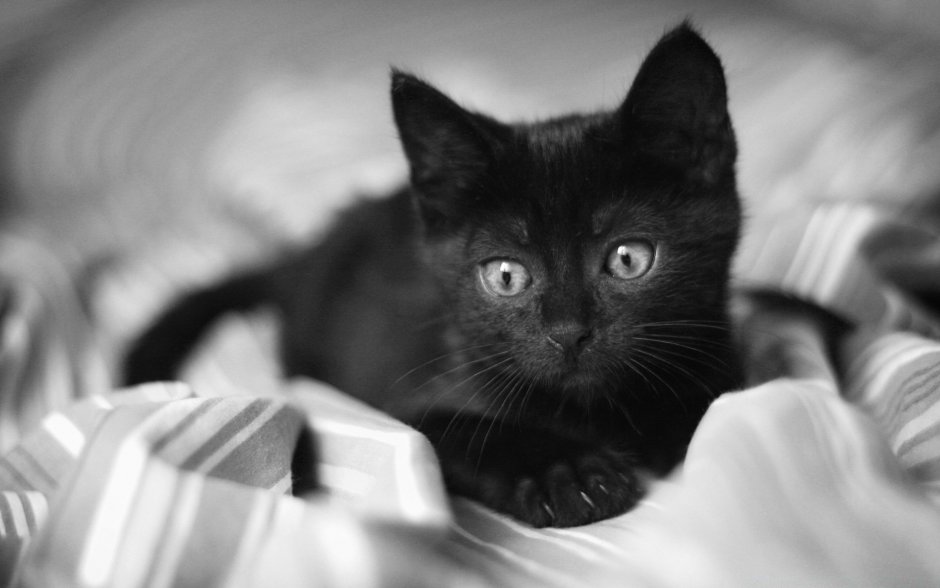 Кошка полночь