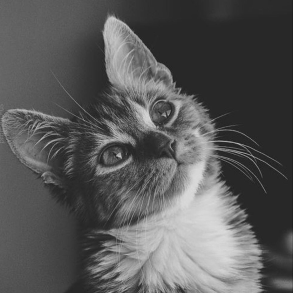 Кот с пятнами