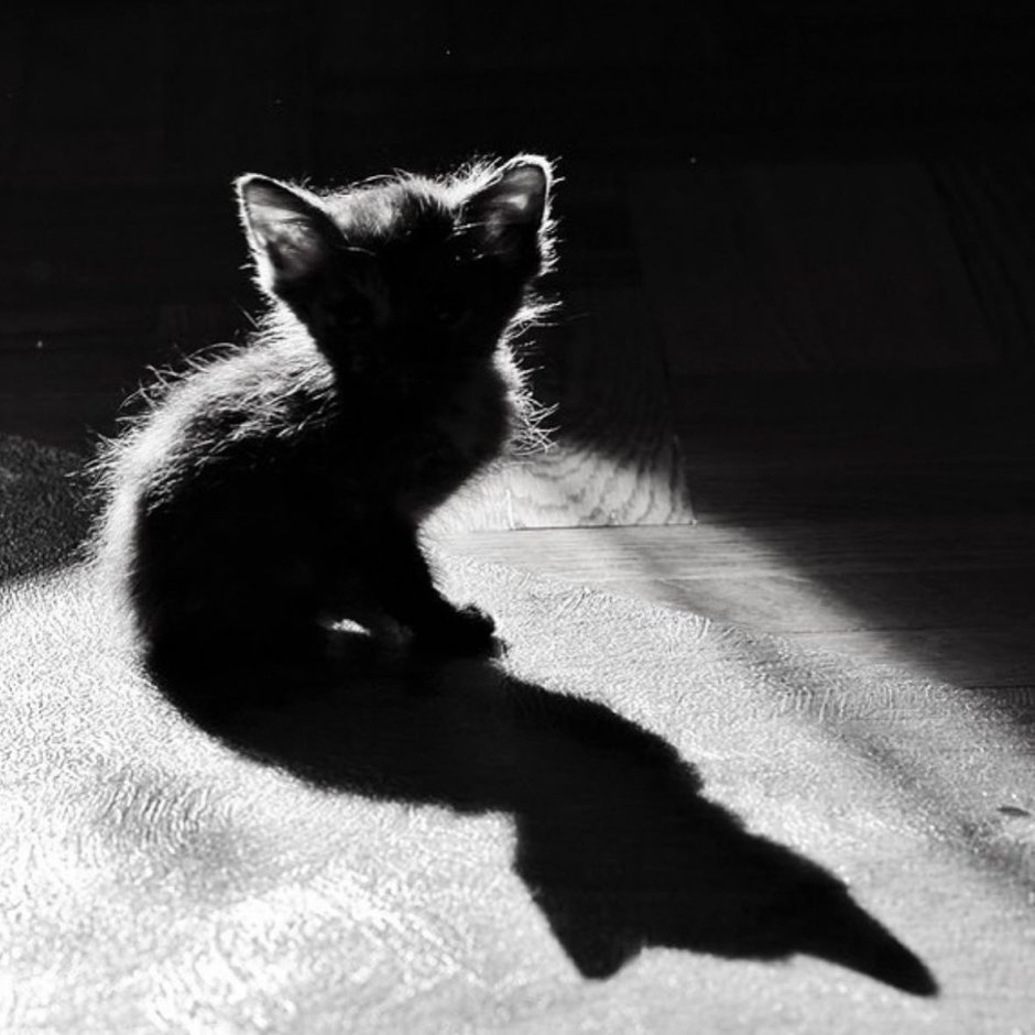 Котенок черно-белый