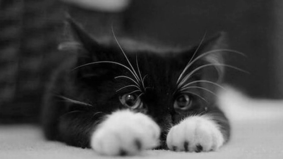 Корейские парни с котиками