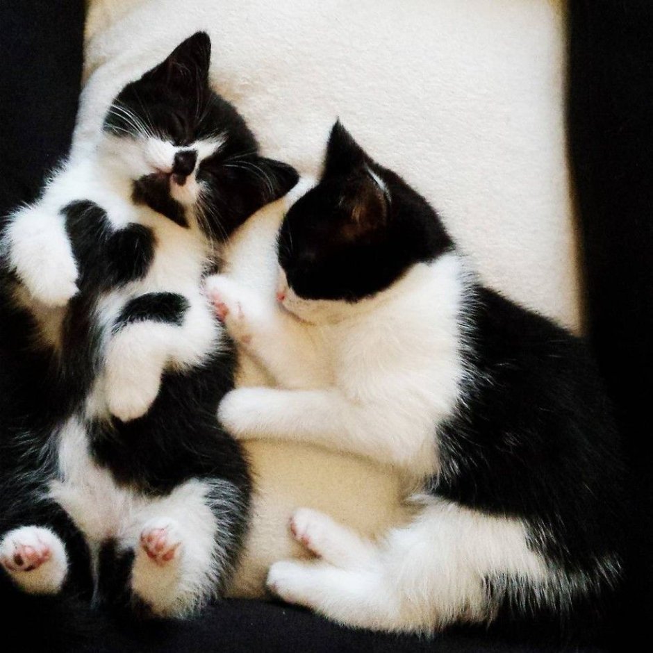 Кошка черная с белым