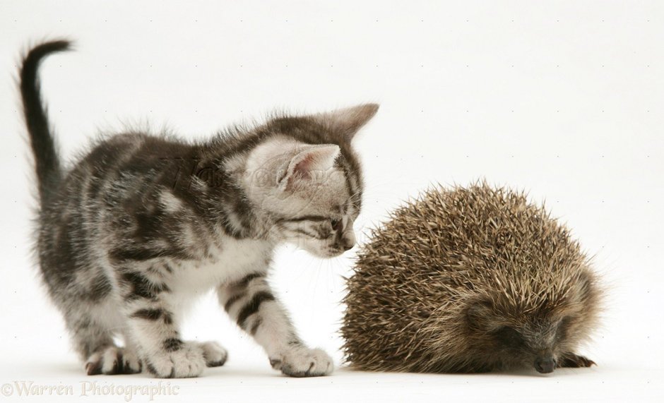 Кот с ежиком