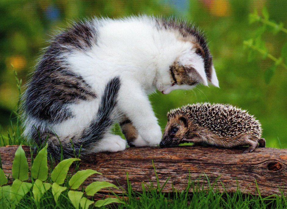 Милые кото ежики и ежики