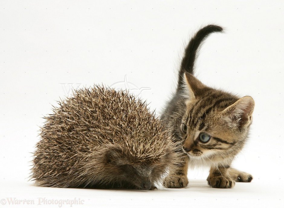 Ежик и кошка