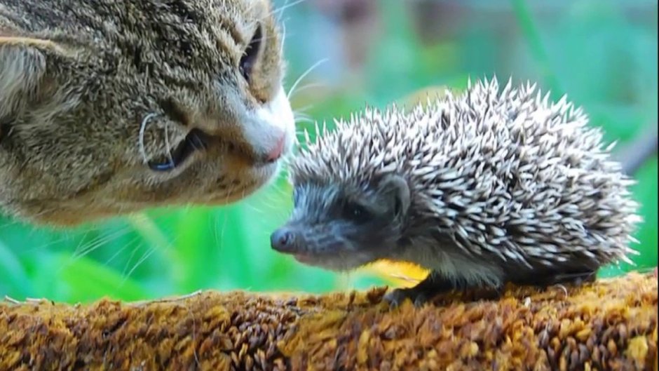 Ежик и котенок