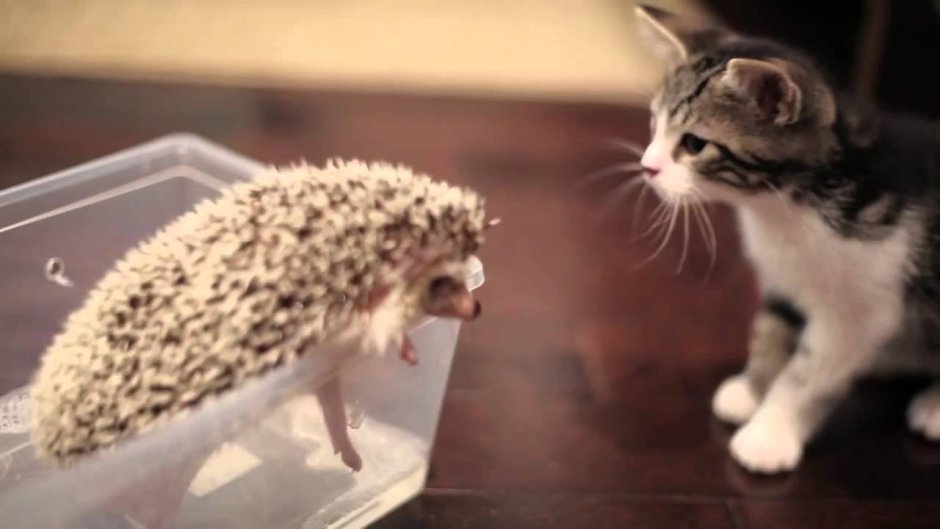 Хомячки Елена Еремина