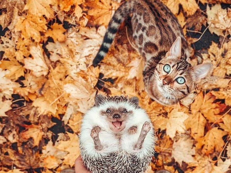 Кошка и Ежик любовь