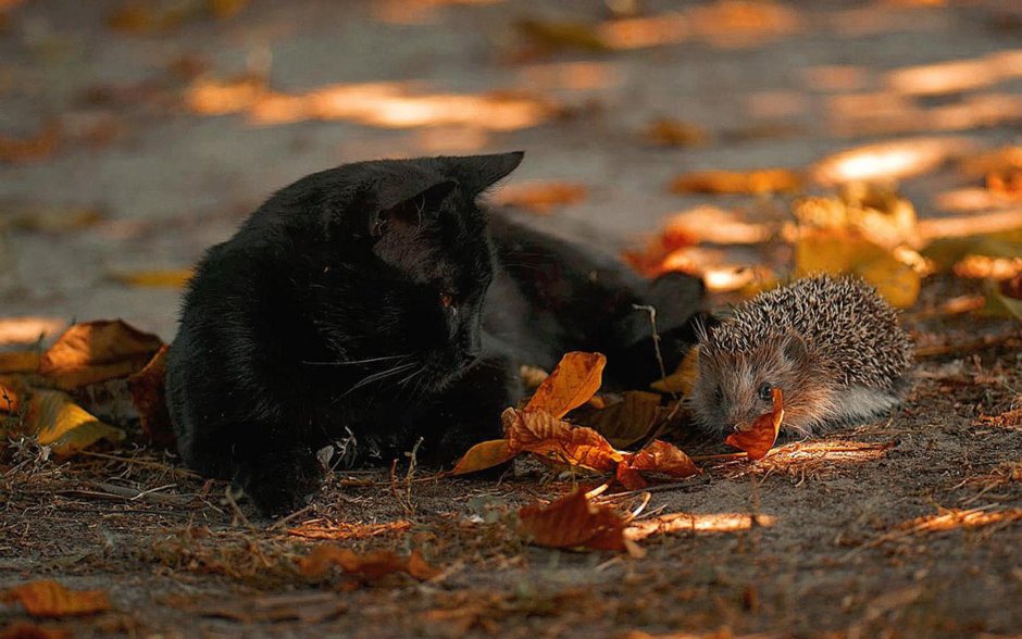 Осенний кот