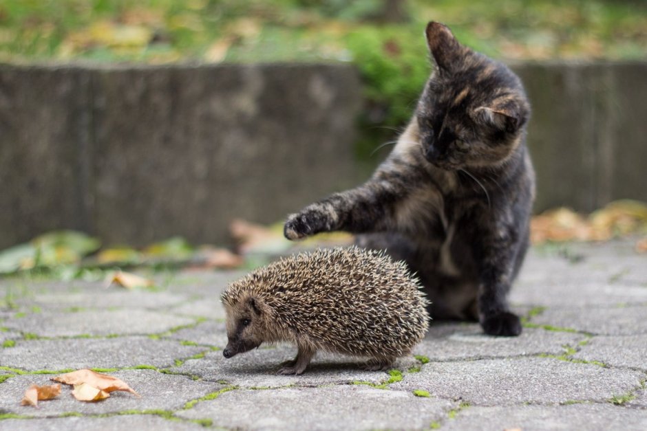 Ежик и котенок
