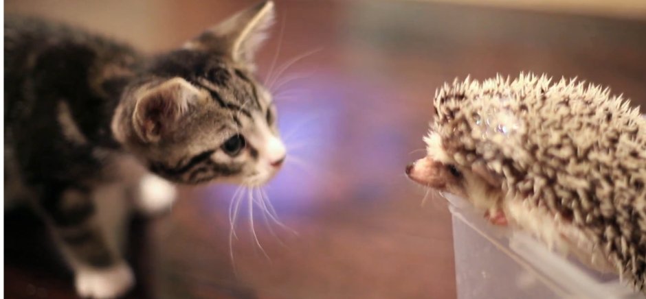 Ирина Гармашова художник