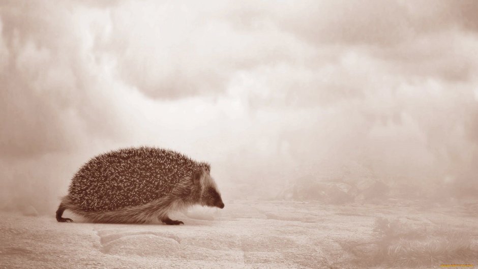 Котенок с ежиком