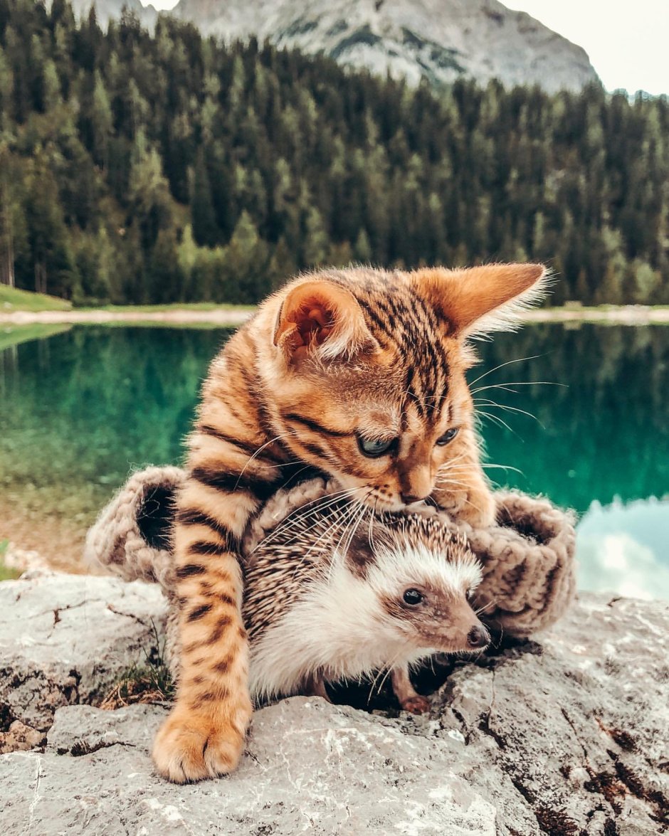 Фотосессия котят