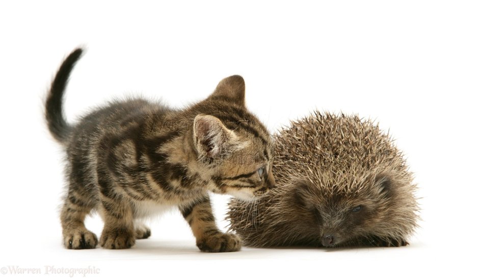 Котенок и еж сердечко