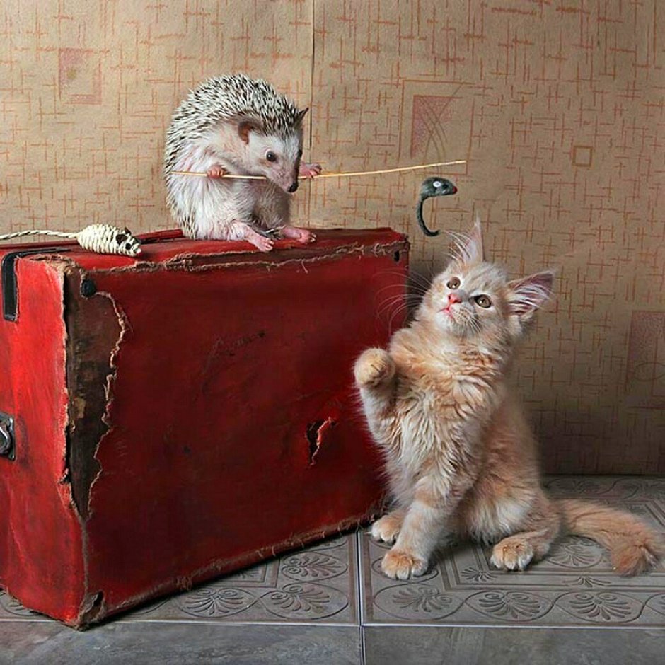 Ёжик и цыпленок