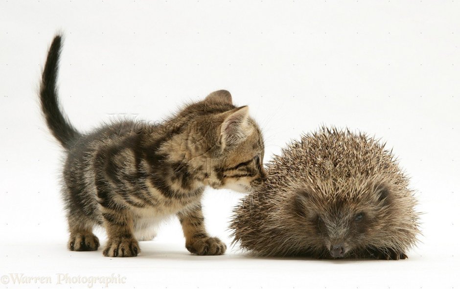 Ежик и котенок