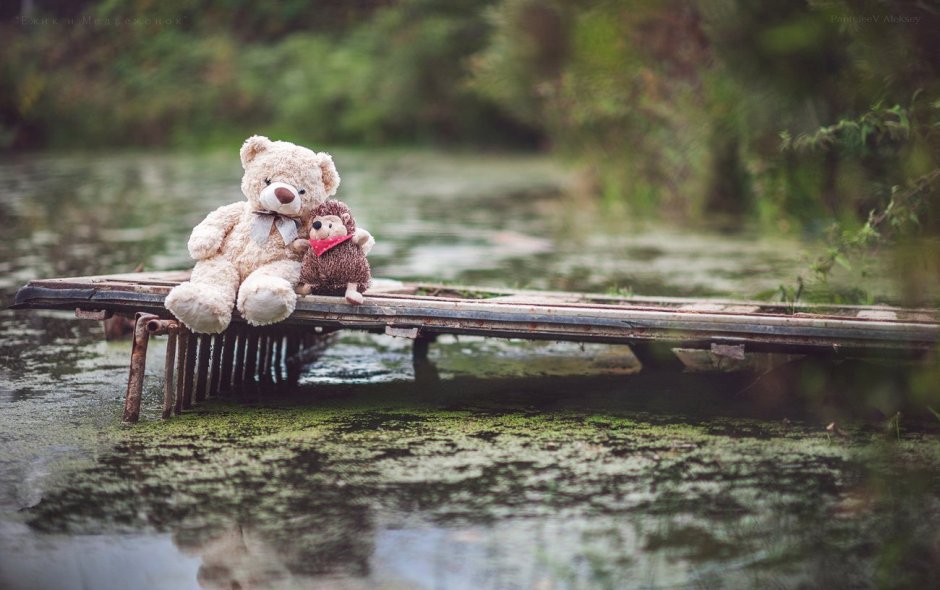 Котята на осеннем фоне