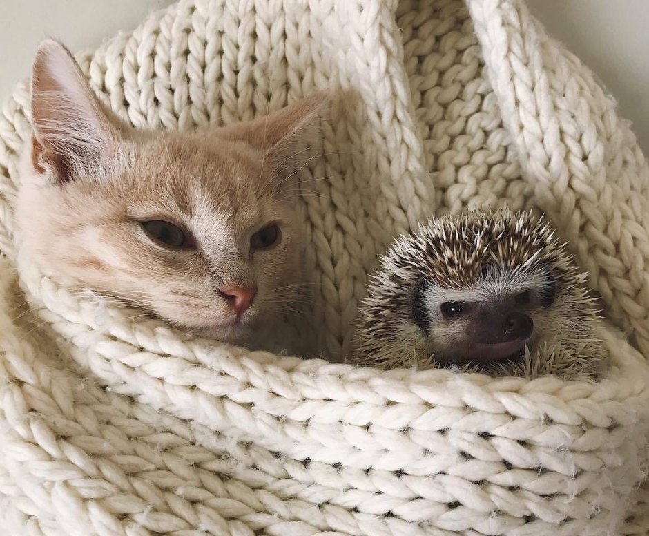 Ежик и котенок