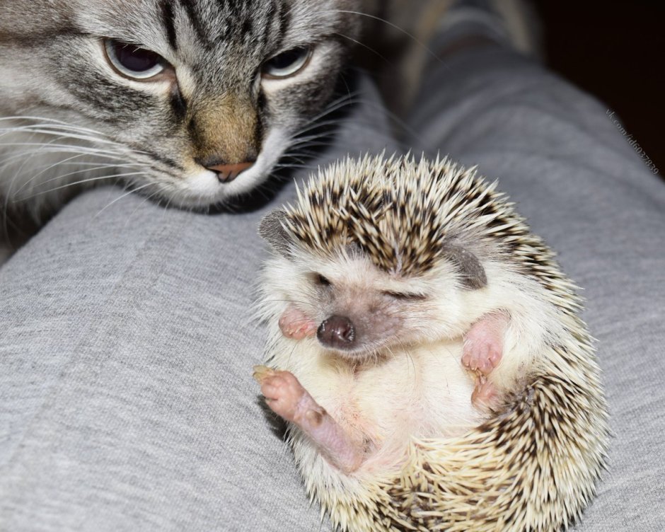 Кот и Ежик