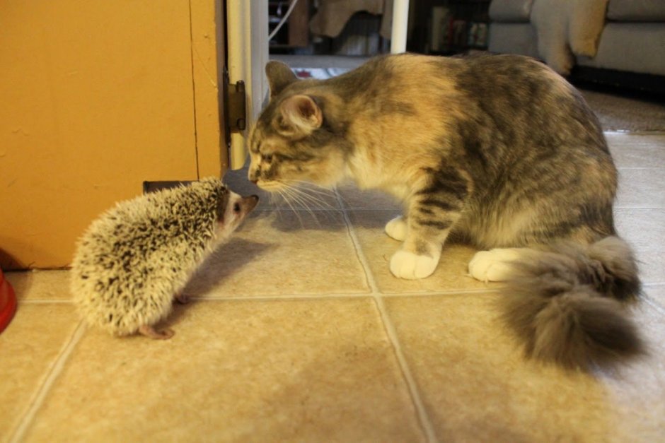 Ежик и кошка