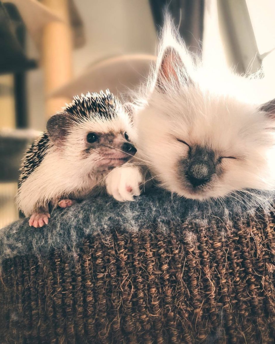 Котенок с ежиком