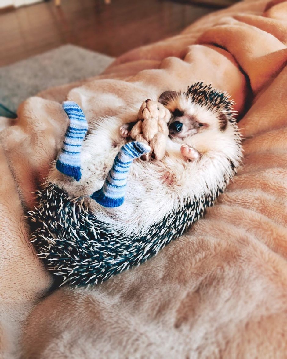 Животные с юмором