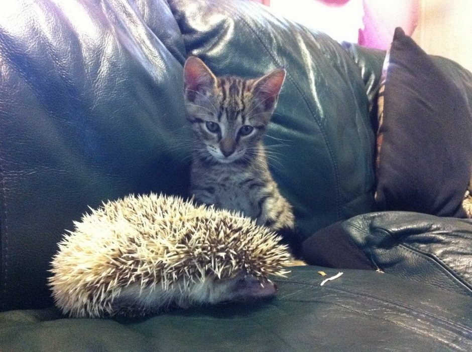 Котенок и ежонок