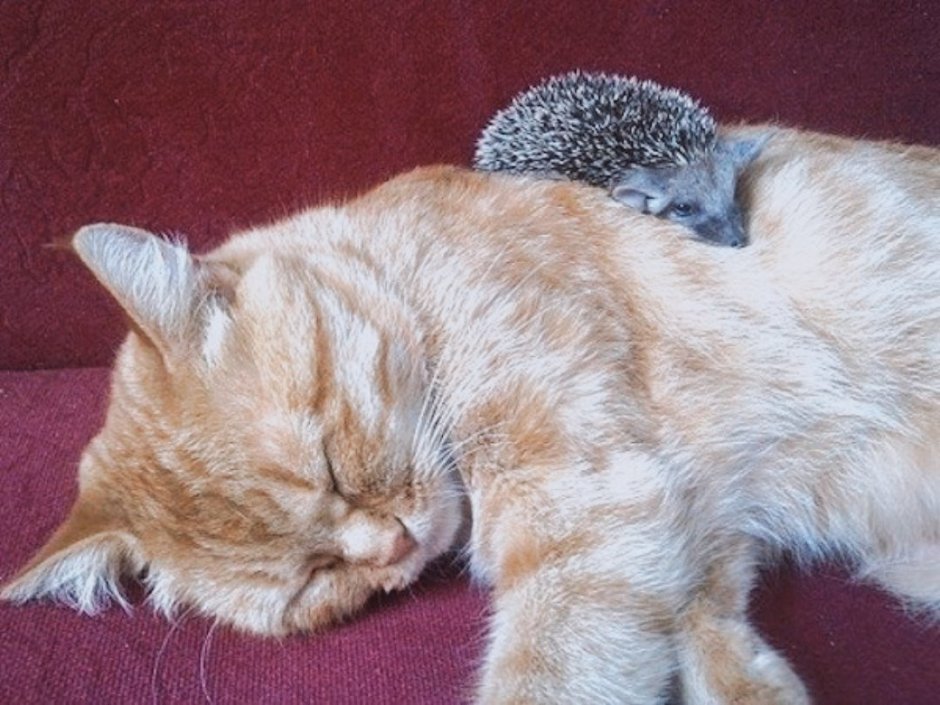 Коты путешественники