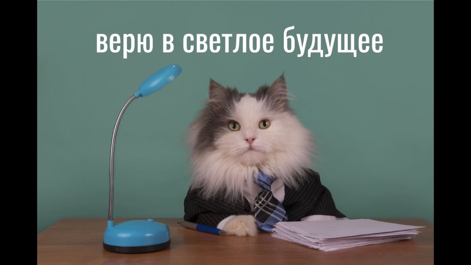 Кот менеджер