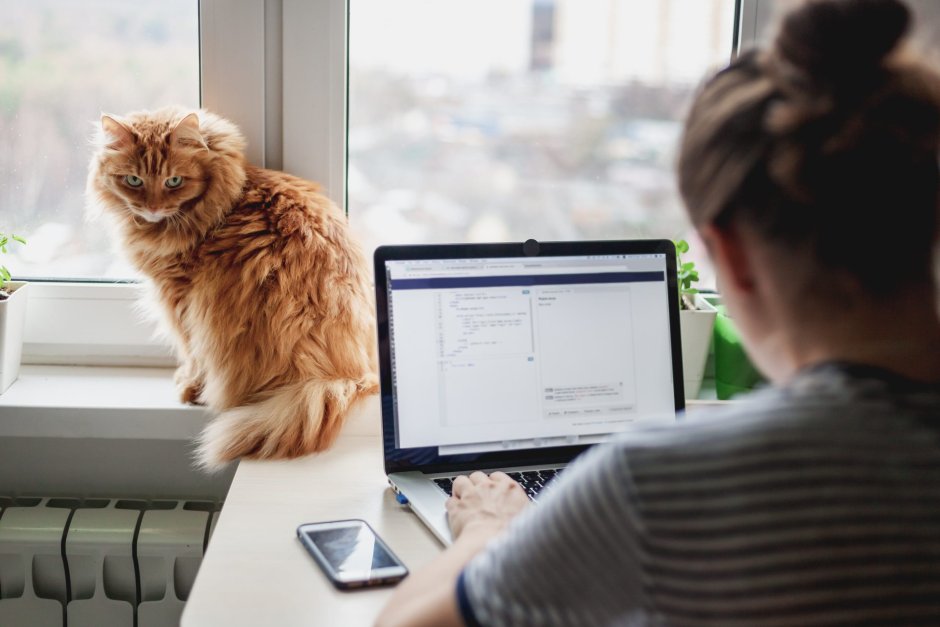 Кот офисный работник