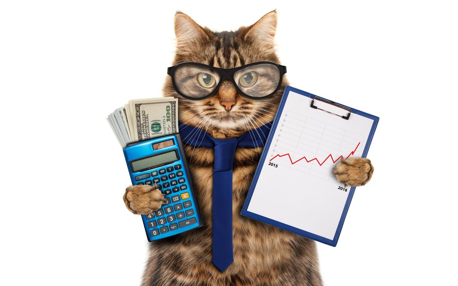 Коты за столом в офисе