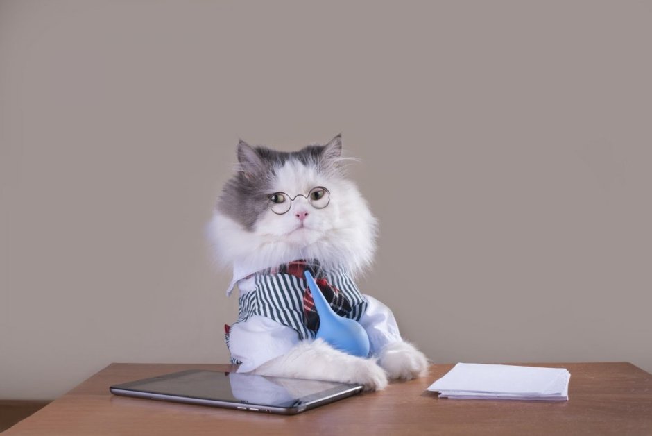 Деловой котенок